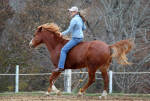 Cantering B&B