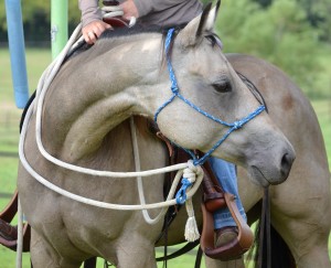 Rope Hackamore