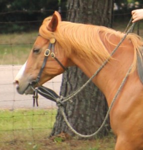 Snaffle Bridle